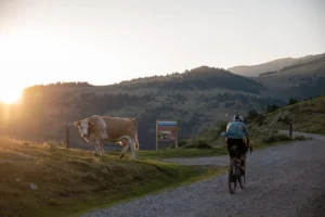 Ciclista Gravel The Finals pasando por una ruta del pirineo en bici con una vaca en el pasto